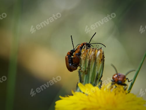 Preview: Macro shot of some insects perched on a flower, breeding