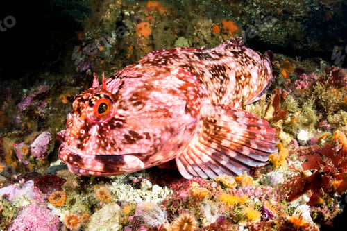 Preview: Cabezon Fish