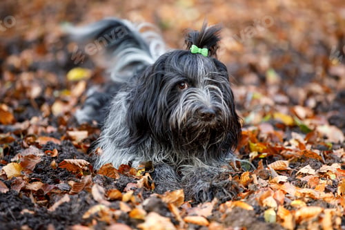 Preview: close up of Schapendoes (Dutch Sheepdog) posing outdoors