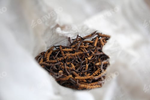Preview: Yartsa gunbu fungus caterpillars, an aphrodisiac from Nepal