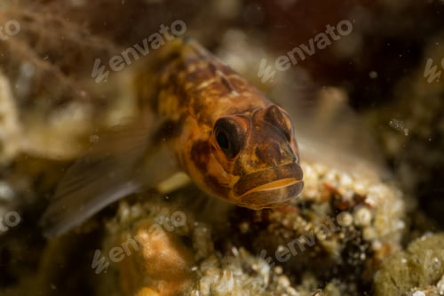 Preview: Underwater macro picture of a rock fish