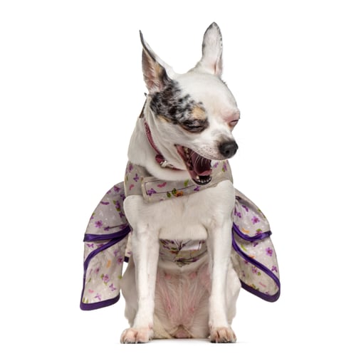 Preview: Chihuahua dog , 4 years old, sitting against white background