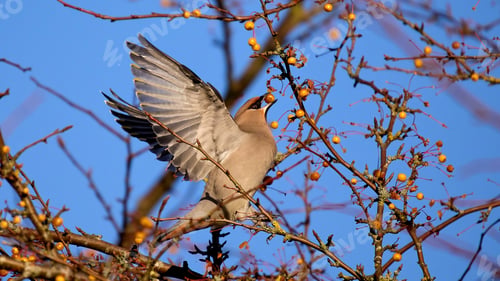 Preview: Bohemian waxwing (Bombycilla garrulus)