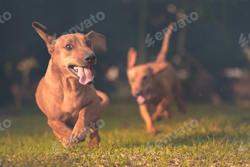 Preview: Happiness