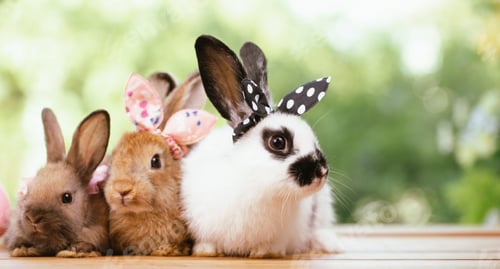 Preview: Portrait of cute little white furry rabbit sitting in a wooden basket looking at camera
