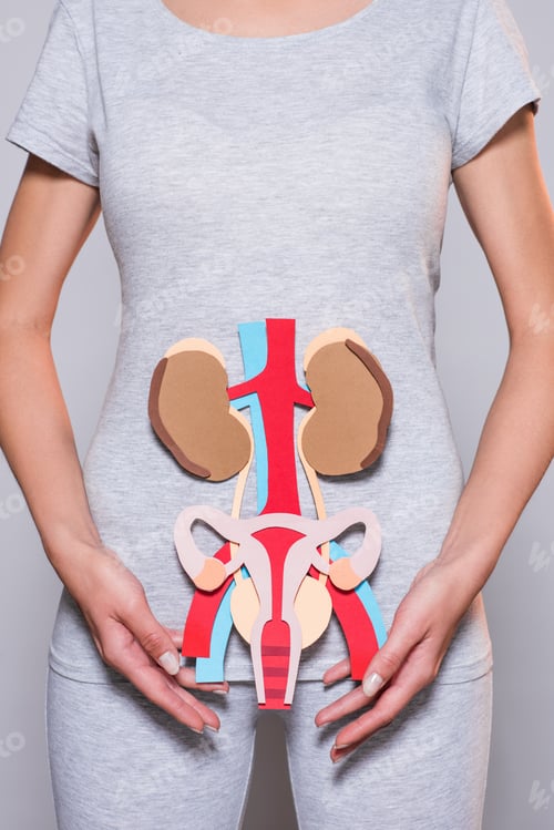 Preview: cropped shot of woman with paper made human internal organs and female reproductive system on grey