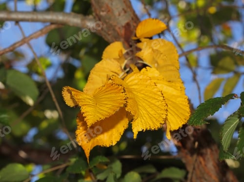 Preview: Autumn Leaves On A Tree - Photograph Of Some Bright Yellow Autumn Leaves On A Tree With Green