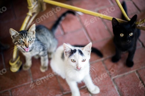 Preview: Pet animal; cute cat indoor. House cat.