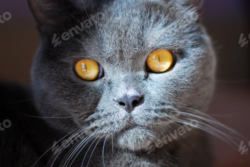 Preview: a gray cat of British or Scottish breed lies on the bed
