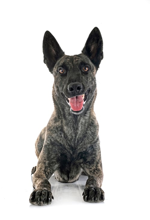 Preview: Dutch Shepherd in studio