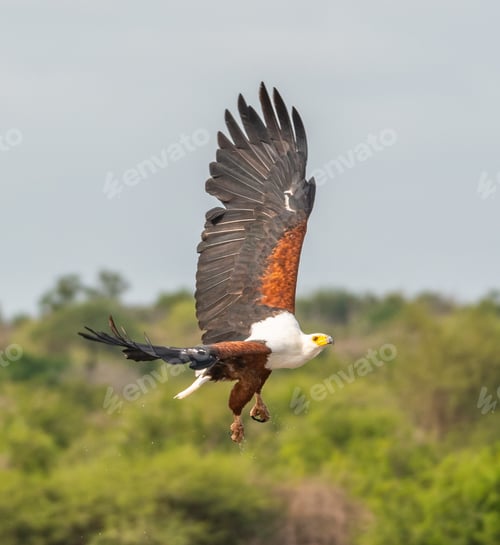 Preview: Closeup shot of a flying African fish eagle surrounded by greenery under the sunlight at daytime