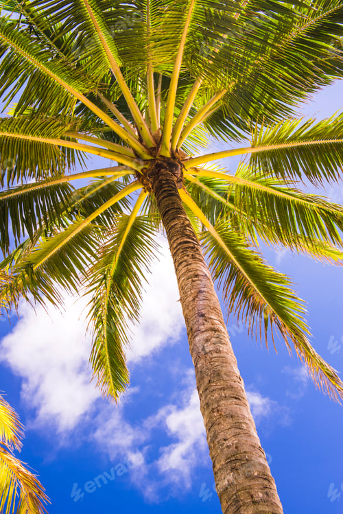 Preview: Tropical palm tree with clear blue sky in Titikaveka, Rarotonga Island, Cook Islands, South Pacific