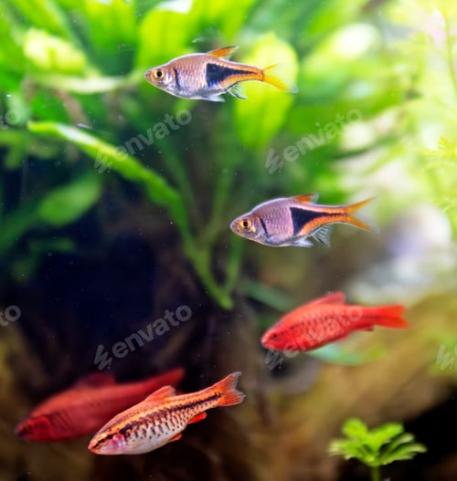 Preview: rasbora heteromorpha in aquarium