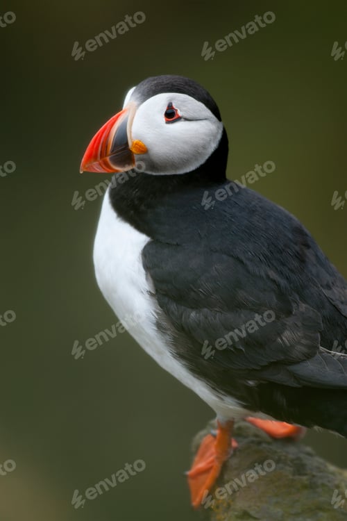 Preview: Atlantic Puffin or Common Puffin, Fratercula arctica, on Mykines, Faroe Islands
