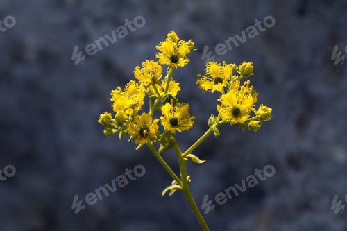 Preview: Inflorescences of Wall rue, Fringed rue, Ruta chalepensis,