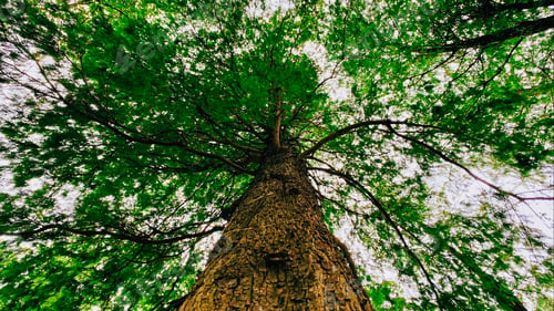 Preview: Looking up at a Tall Tree in Forest