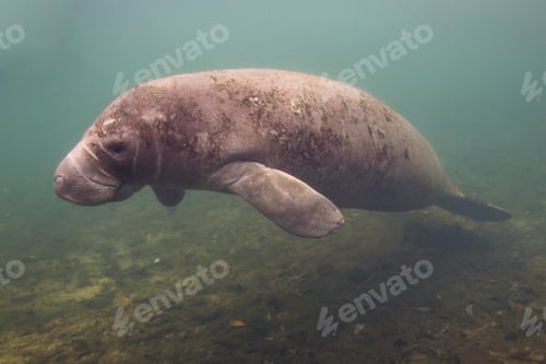 Preview: Manatee in the Crystal river, Florida, USA