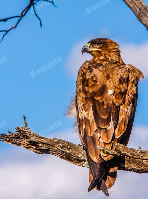 Preview: Steppe Eagle