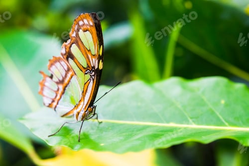 Preview: Butteryfly in Amazon Rainforest, Coca, Ecuador, South America