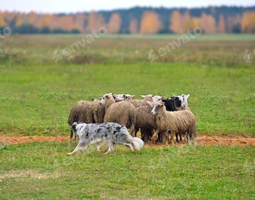 Preview: Border collie herding