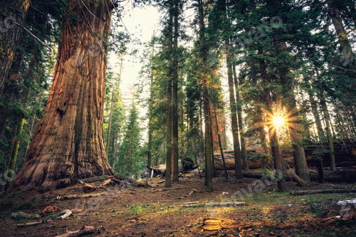 Preview: Sunset On The Giant Forest, Sequoia National Park, California