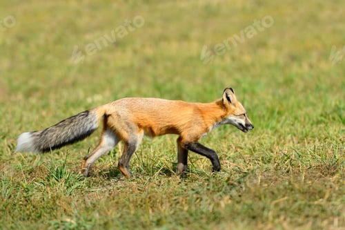Preview: Red fox in nature