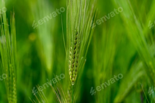 Preview: closeup view of greenery wheat plant farmland