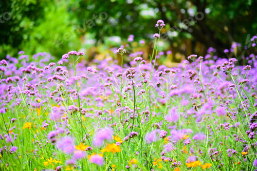 Preview: Verbena bonariensis purple in the park