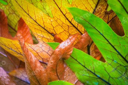 Preview: Colour Of Autumn