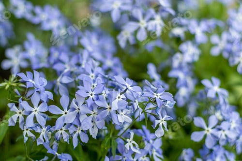 Preview: Fabulous Blue Dark Center. Blue phlox flowers. Floral background in the summer garden. Periwinkle