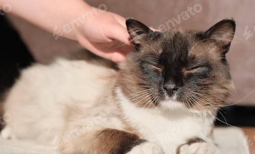 Preview: happy fluffy cat sleeping under the sun. girl's hand stroking a pet. domestic animals