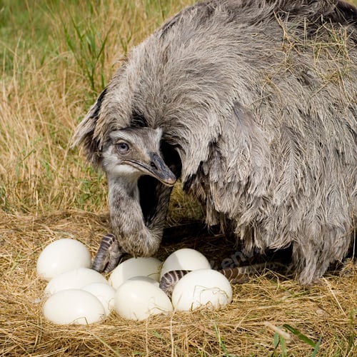 Preview: Emu