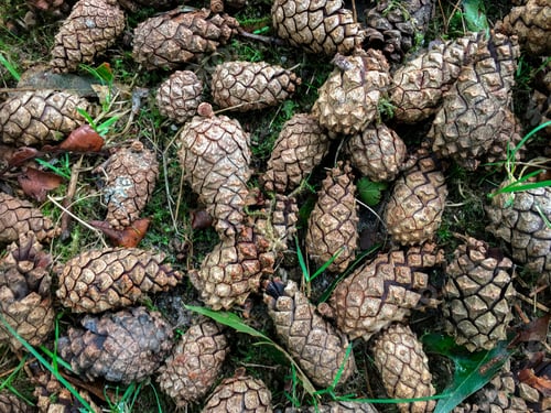 Preview: Pine Cones on the forest floor