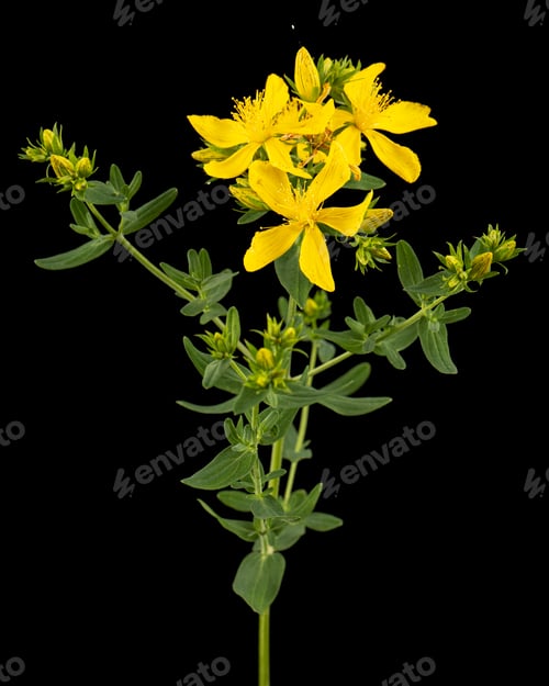 Preview: Inflorescence of yellow flowers of Hypericum, isolated on black background