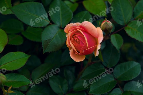 Preview: Blooming one bud coral rose and buds on bush