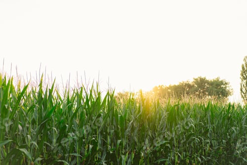 Preview: Green field of young corn under the sunlight