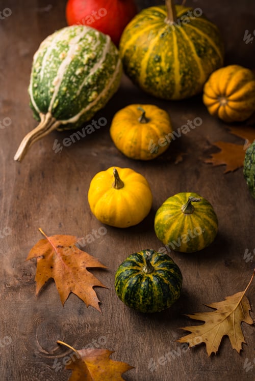Preview: Various decorative pumpkins. Autumn concept