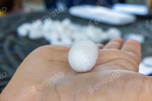 Preview: Close-up of a hand holding a white silk cocoon with blurred cocoons in the background