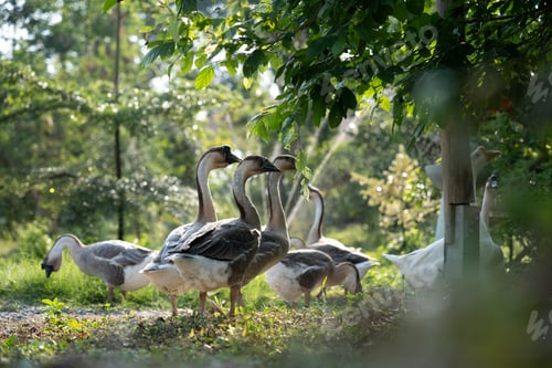 Preview: Flock of domestic geese on a green meadow. Summer green rural farm landscape