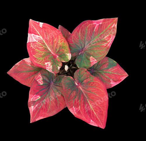 Preview: Beautiful colorful caladium on Black background isolate with clipping path. Queen
