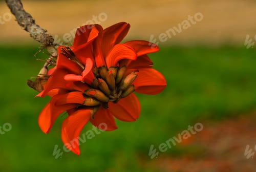 Preview: Indian coral tree. Easter flower.