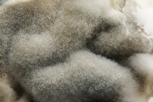Preview: Concept of mold, mold on whole background, close up