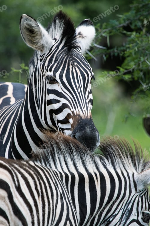 Preview: Zebra in the Kruger National safari park in South Africa