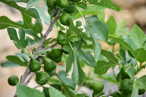 Preview: Fig growing on tree in the sunset