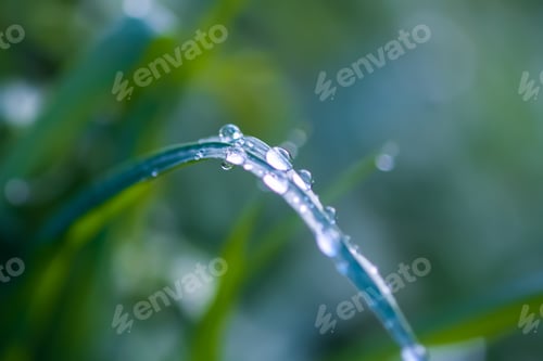 Preview: Closeup of green grass with water drops. Morning dew on summer field.