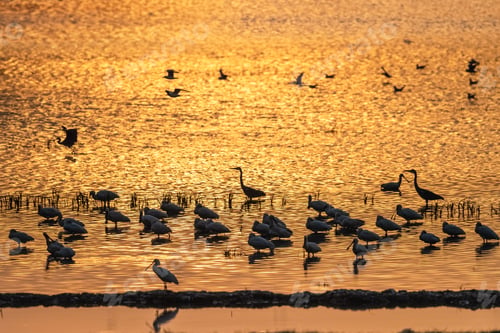 Preview: migratory birds scene in dusk lake
