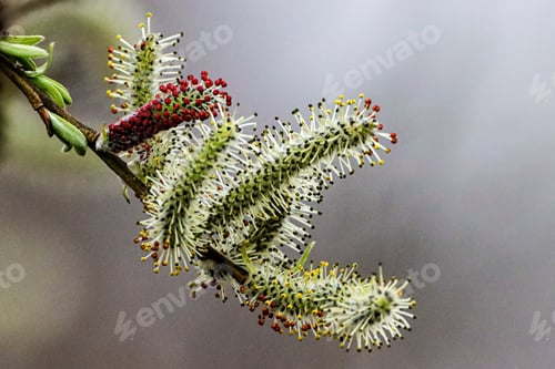 Preview: Closeup of purple osier willow (Salix purpurea) branch