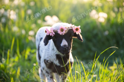 Preview: Beautiful baby lamb with flower wreath in magic light