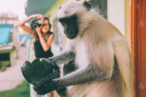Preview: close-up view of funny monkey holding green fruit and girl holding camera behind