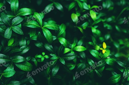 Preview: Green leaves background. Beautiful natural texture